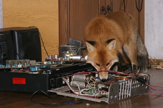 fox investigating an open PC